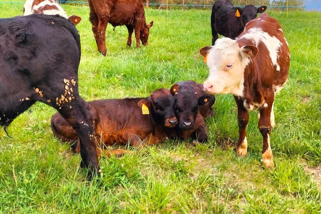 Appartamento Di Montagna Lo Grop Chambave Εξωτερικό φωτογραφία
